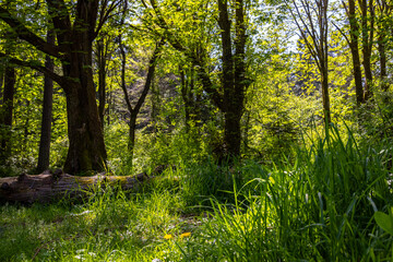 Obraz premium A whimsical corner of Lincoln Park in Seattle with tall grass, fallen trees and shade with sunlight beaming through. A lovely background. 