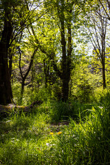 A whimsical corner of Lincoln Park in Seattle with tall grass, fallen trees and shade with sunlight beaming through. A lovely background. 