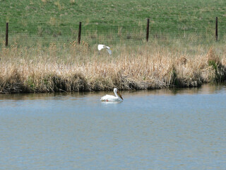An American white pelican and white egret in a springtime lake, Colorado