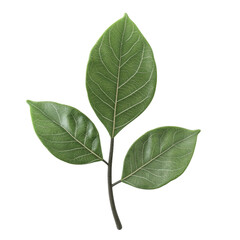 Fototapeta premium A close-up shot featuring three green leaves attached to a central stem on a dark background.