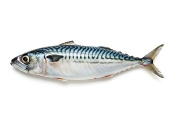 Naklejka premium Isolated mackerel fish featuring distinctive stripes and silver skin on a white background studio shot