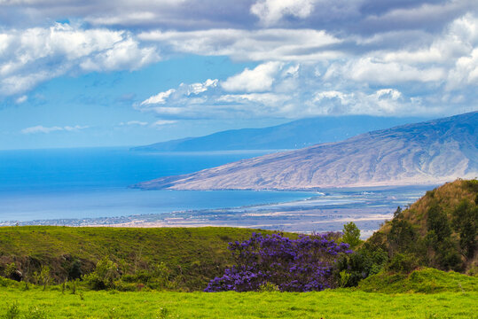View of Maui coast from Kula which includes a blooming jacaranda.
