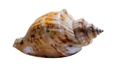 Fototapeta premium Seashell Close up Detailed Spiral Shell Texture for Ocean Life Designs