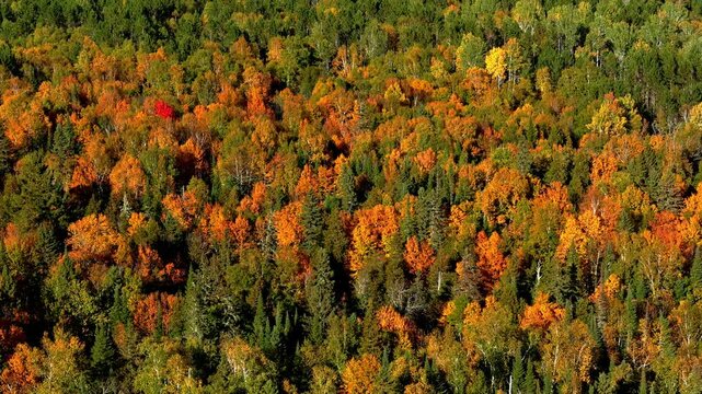 nature, field, summer, no people, day, plant, color, autumn, sunny, landscape, green, yellow, natural lighting, exterior, fall, pines, duluth, minnesota, trees