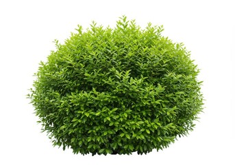 Fototapeta premium A perfectly round green bush with many leaves isolated against a plain white background image view