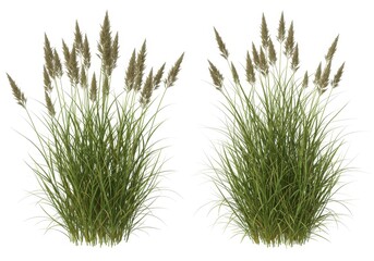 Two clumps of ornamental grass with feathery plumes isolated on a white background in studio shot