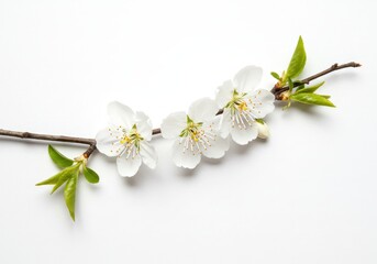 Obraz premium A delicate branch with white blossoms and green leaves against a plain white background studio shot