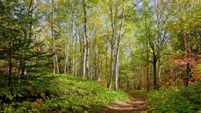 Minnesota north trail hiking forest in autumn fall