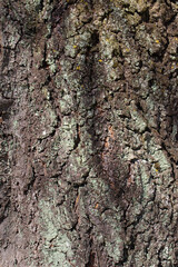 Closeup texture of natural tree bark in a sunny day background. Bright rough surface of trunk. Green moss and lichen on natural wood.
