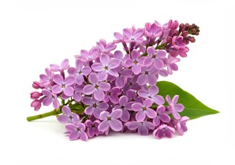 A sprig of lilac flowers with a green leaf isolated on a white background in a studio setting