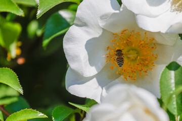 吸蜜中のミツバチ