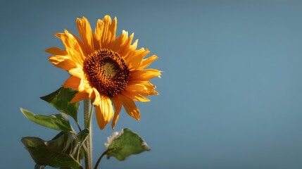 Obraz premium Vibrant Sunflower Against a Clear Blue Sky
