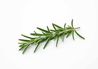 Fototapeta premium A single sprig of fresh rosemary with green leaves isolated on a plain white background for culinary use