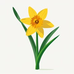 Fototapeta premium single bright yellow daffodil flower with six petals and a trumpet-shaped center surrounded by long green leaves on a plain white background conveying freshness and simplicity