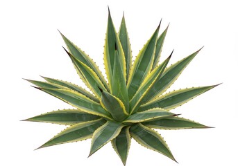 Fototapeta premium A top view of a variegated agave plant with green and yellow leaves on a white background isolated