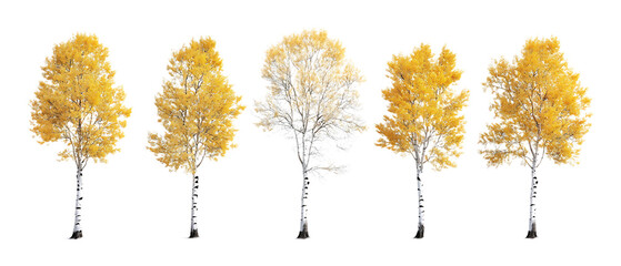 Pack of Aspen Trees Against Transparent Background for Nature Branding, Forest Promotion, or Seasonal Design Projects