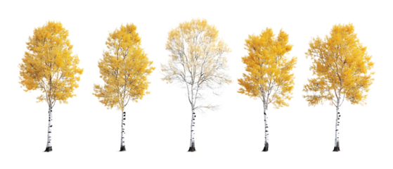 Pack of Aspen Trees Against Transparent Background for Nature Branding, Forest Promotion, or Seasonal Design Projects