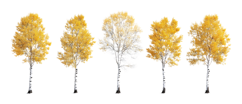 Pack of Aspen Trees Against Transparent Background for Nature Branding, Forest Promotion, or Seasonal Design Projects