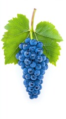 Obraz premium Captivating close up of vibrant blue grapes with lush green leaves against a pristine white background showcasing freshness and natural beauty in a studio shot