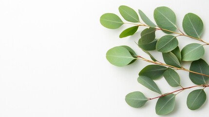 Eucalyptus leaves arranged on a white background, creating a clean and natural botanical composition.