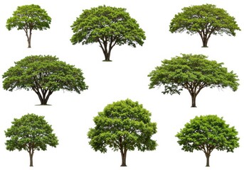 Fototapeta premium Isolated trees with green foliage and brown trunks arranged on a white background in a pattern