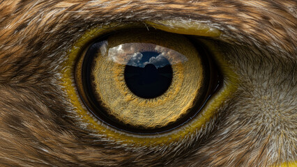 Extreme Macro Close-up of a Bird of Prey Eye with Sky Reflection