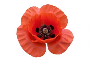 A close up shot of a vibrant orange poppy flower with a dark center isolated on a white background