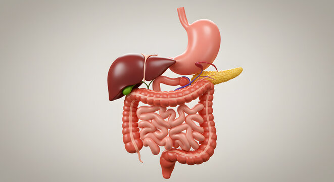 Detailed 3D Model of Human Digestive System Anatomy: Stomach, Liver, Pancreas, Intestines