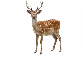 Obraz premium A standing fallow deer with antlers and white spots isolated on a white background in a studio shot