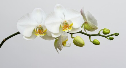 Obraz premium A close up of a phalaenopsis orchid branch with white petals and yellow centers on a white background