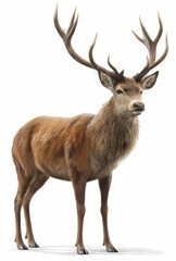 Red deer, full-body shot, white background, photorealistic style, high resolution, clear and sharp focus
