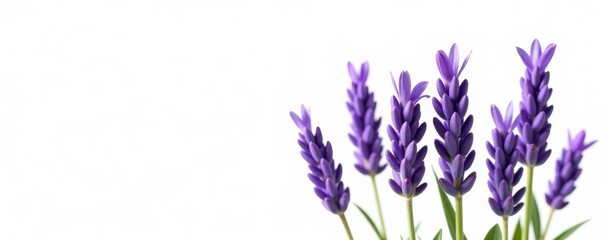 Obraz premium Bunch of fragrant lavender flowers isolated on white, calm, botanical, purple