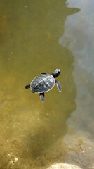 Serene scene of a small turtle swimming gracefully in calm water reflecting sunlight creating a peaceful and natural ambiance in a pond environment