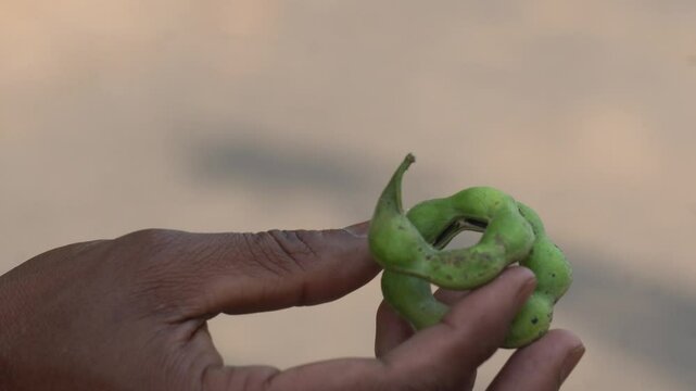 fruits and seed of Pithecellobium dulce, also known as Manila tamarind, Madras thorn, or monkeypod tree