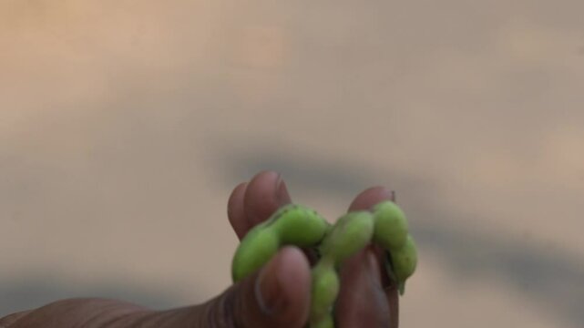 fruits and seed of Pithecellobium dulce, also known as Manila tamarind, Madras thorn, or monkeypod tree