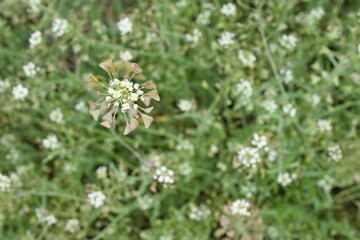view of the shepherd's purse plant