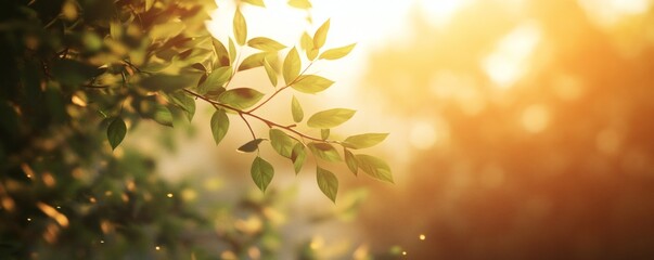 Obraz premium Gentle sunlight filters through vibrant foliage.