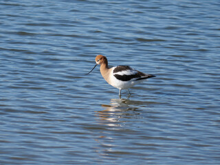 An American Avocet feeding in the shallow waters of a lake in spring, Boulder, Colorado