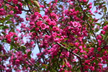 Crabapple Blossoms at Arie Den Boer Arboretum in Des Moines, Iowa