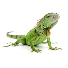 Obraz premium Green Iguana Close-up of a Vibrant Reptile, Detailed View of Scales and Features, Exotic Pet Lizard