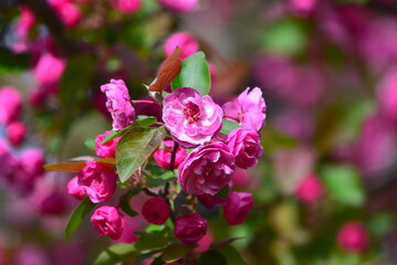 Crabapple Blossoms at Arie Den Boer Arboretum in Des Moines, Iowa