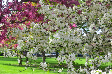 Crabapple Blossoms at Arie Den Boer Arboretum in Des Moines, Iowa