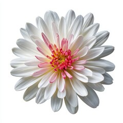 Obraz premium Isolated bloom of dahlia flower on white background