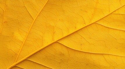 Close-up of a yellow leaf showing detailed veins and intricate natural texture.