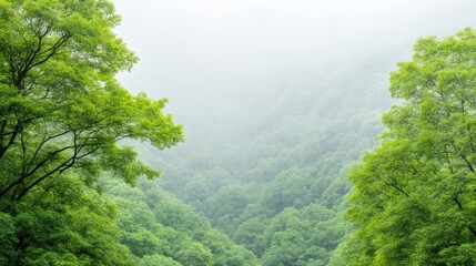 Lush green mountain valley shrouded in misty haze