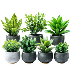 Obraz premium Eight Green Plants in Grey Pots Home Decor
