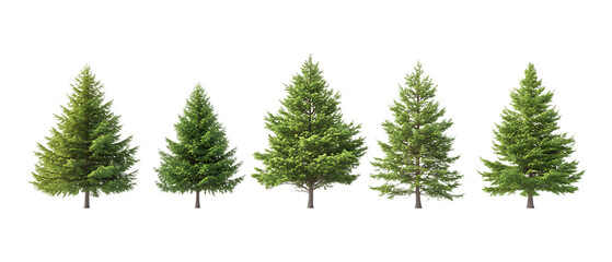 Obraz premium Five assorted evergreen pine trees displayed side-by-side as nature elements isolated on a clean transparent background for design use.