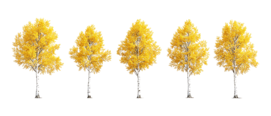 Pack of Aspen Trees Against Transparent Background for Nature Branding, Forest Promotion, or Seasonal Design Projects