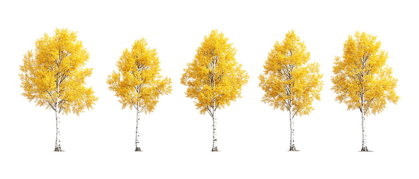 Pack of Aspen Trees Against Transparent Background for Nature Branding, Forest Promotion, or Seasonal Design Projects