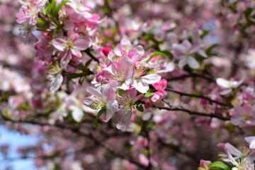 Crabapple Blossoms at Arie Den Boer Arboretum in Des Moines, Iowa